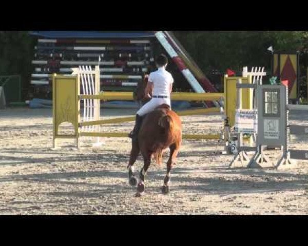 jumper Hautain van T Paradijs (Belgian Warmblood, 2007, from Quadrillo)