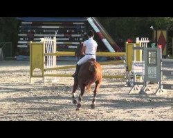 jumper Hautain van T Paradijs (Belgian Warmblood, 2007, from Quadrillo)