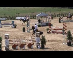 jumper Ivory Ter Doorn (Belgian Warmblood, 2008, from Crown Z)