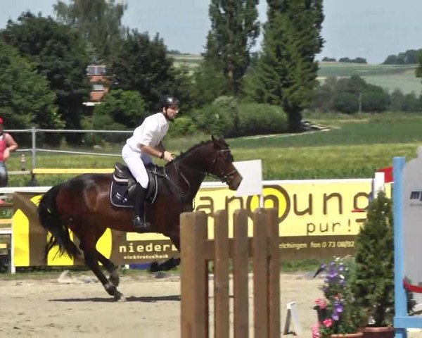 Springpferd Lasko 65 (Bayer, 2008, von Hh Linton)