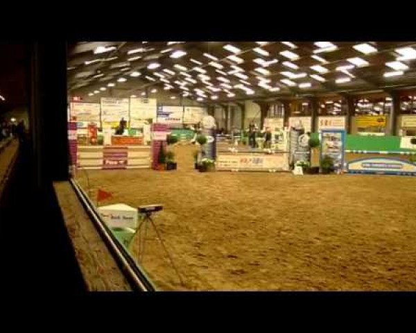 jumper Dorkas (KWPN (Royal Dutch Sporthorse), 2008, from Stakkato)