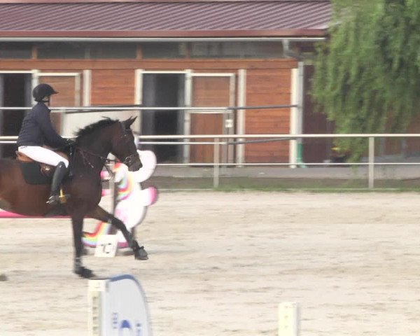 Reitturnier Achern 2020