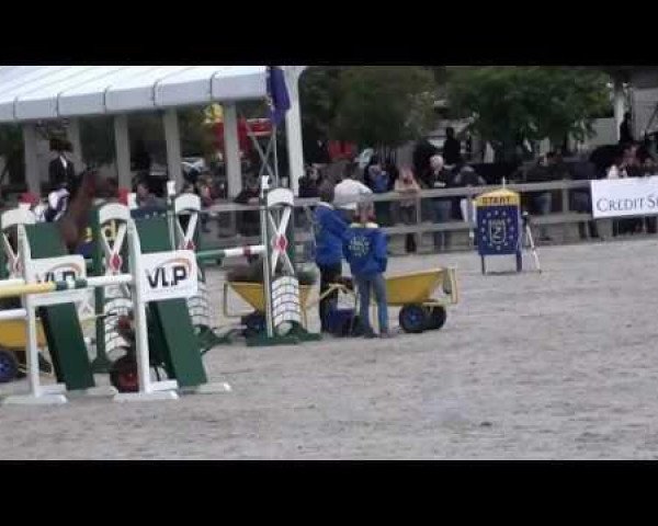 Springpferd Babouche Vh Koningshof Z (Zangersheide Reitpferd, 2007, von Baloubet du Rouet) Springpferd Babouche Vh Koningshof Z (Zangersheide Reitpferd, 2007, von Baloubet du Rouet)