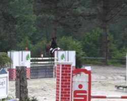 jumper Cat Balou T (Westphalian, 2003, from Cordobes I)