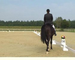 jumper Werner (KWPN (Royal Dutch Sporthorse), 2003, from Rousseau)