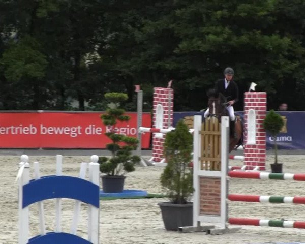 broodmare Cali 4 (Hanoverian, 2007, from Cassus 2)