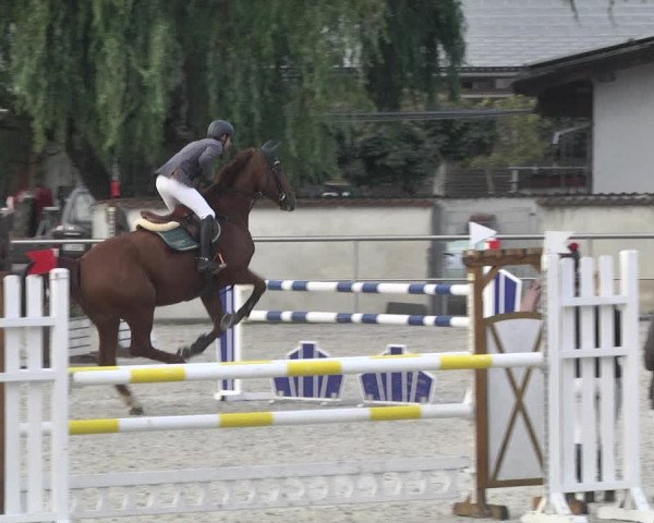 Reitturnier Achern 2020