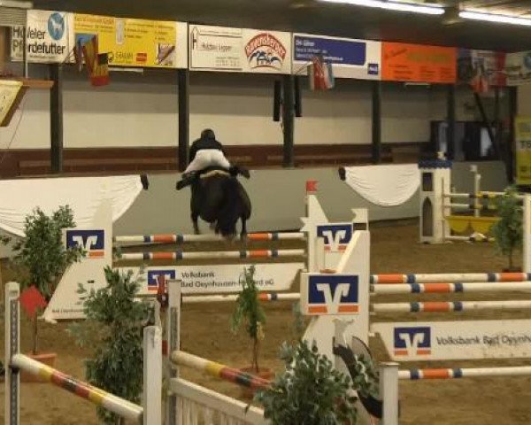 Springpferd Colleen (Westfale, 2009, von Corlensky G)