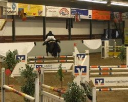 Springpferd Colleen (Westfale, 2009, von Corlensky G)