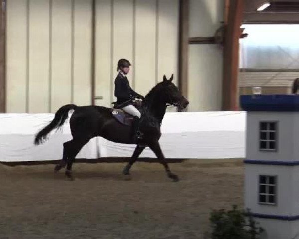 jumper Carlotta Vom Eigen CH (Swiss Warmblood, 2008, from Carino)