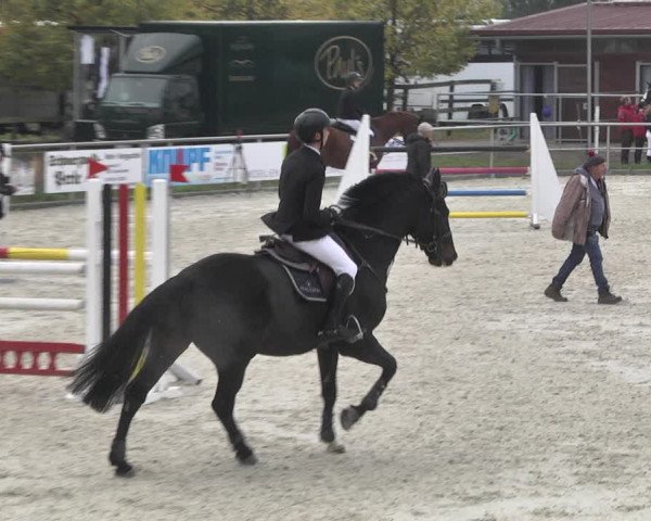 Reitturnier Achern 2020
