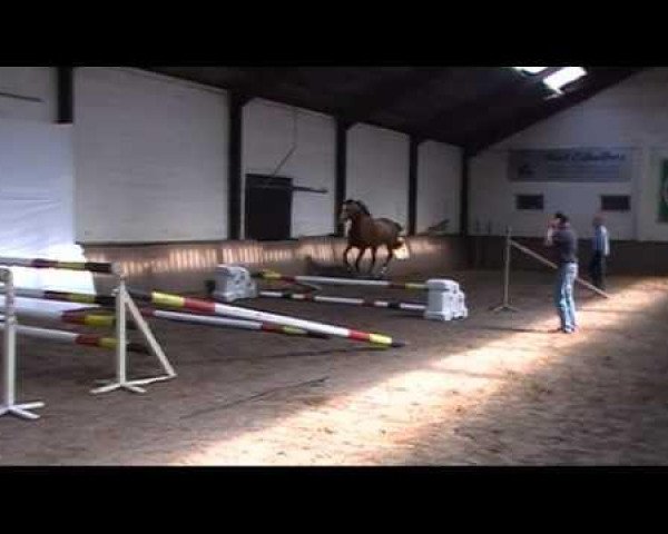 horse Crazy van 't Gelutt Z (Zangersheide riding horse, 2008, from Cadence van't Gelutt Z)