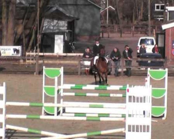 jumper Stella Z (Zangersheide riding horse, 2007, from Stakkato) jumper Stella Z (Zangersheide riding horse, 2007, from Stakkato)