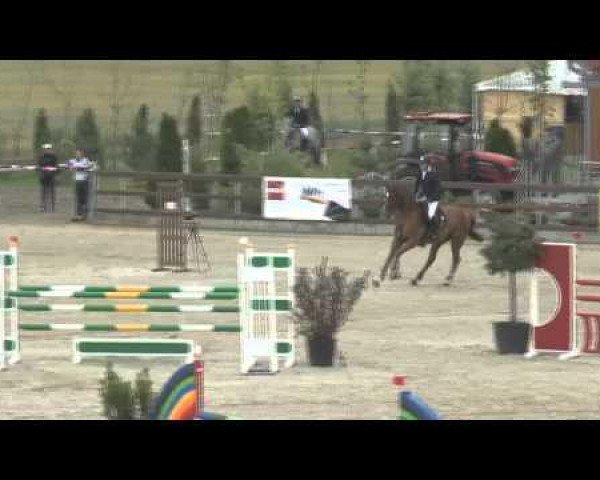 Springpferd Casi Bou (Oldenburger, 2007, von Casio)