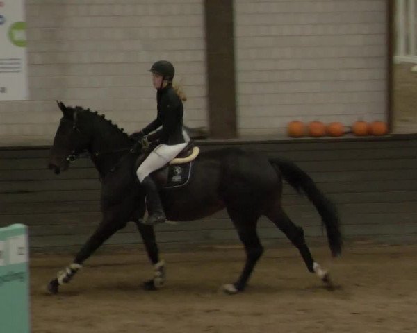 Reitturnier Heilbronn 2020