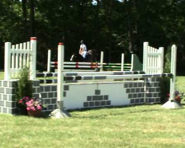 jumper Caloro Ex Z (Zangersheide riding horse, 2008, from Candillo Z)
