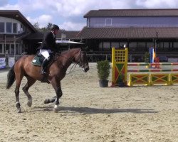 jumper Joyeuse de L'Espoir (Belgian Warmblood, 2009, from Berlin)