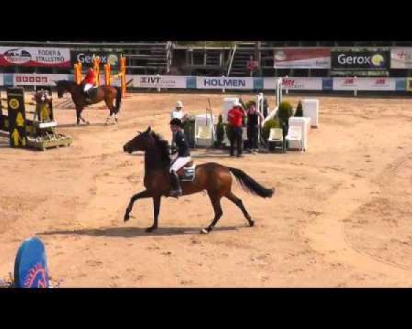 jumper Citty Cat Bic (Swedish Warmblood, 2006, from Carson Ask)