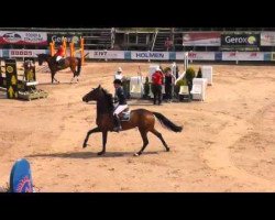 jumper Citty Cat Bic (Swedish Warmblood, 2006, from Carson Ask)