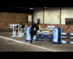 Springpferd Caprillo Ks (Schwedisches Warmblut, 2006, von Cathageno)