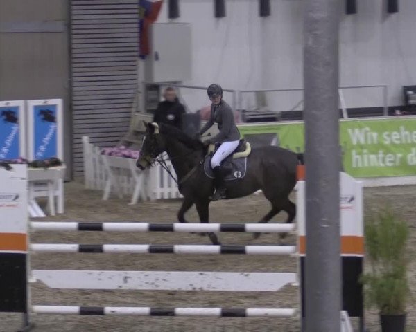 Springpferd Fredy de Lux (Hannoveraner, 2008, von For Edition)