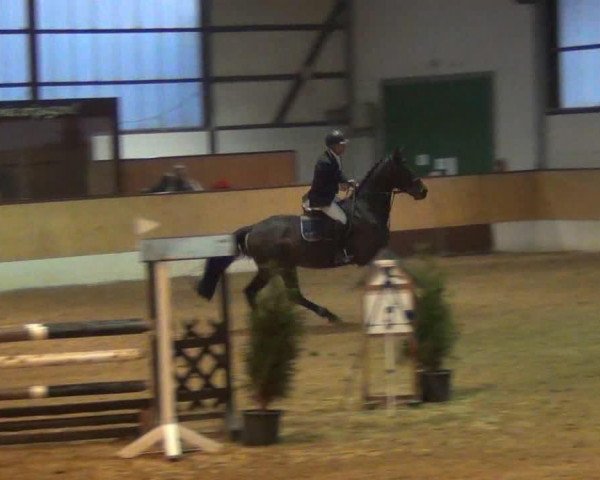 Springpferd Conleys (Hannoveraner, 2007, von Castus I)