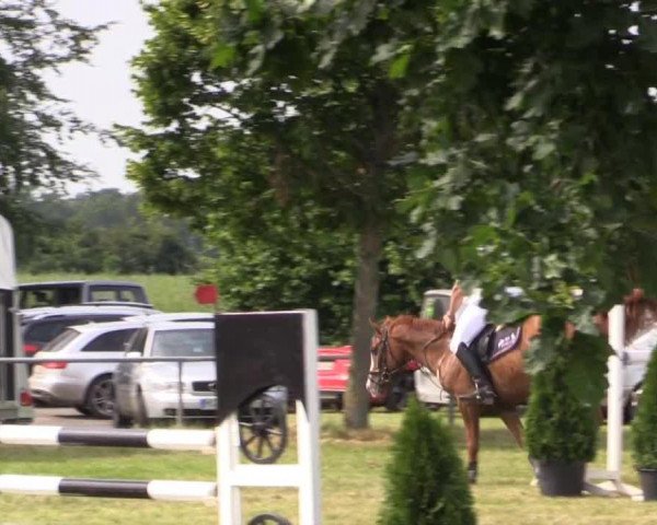 jumper Perico S (Hanoverian, 2007, from Perigueux)