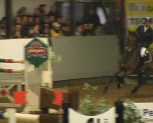 jumper Contredo (Holsteiner, 2006, from Contender) jumper Contredo (Holsteiner, 2006, from Contender)