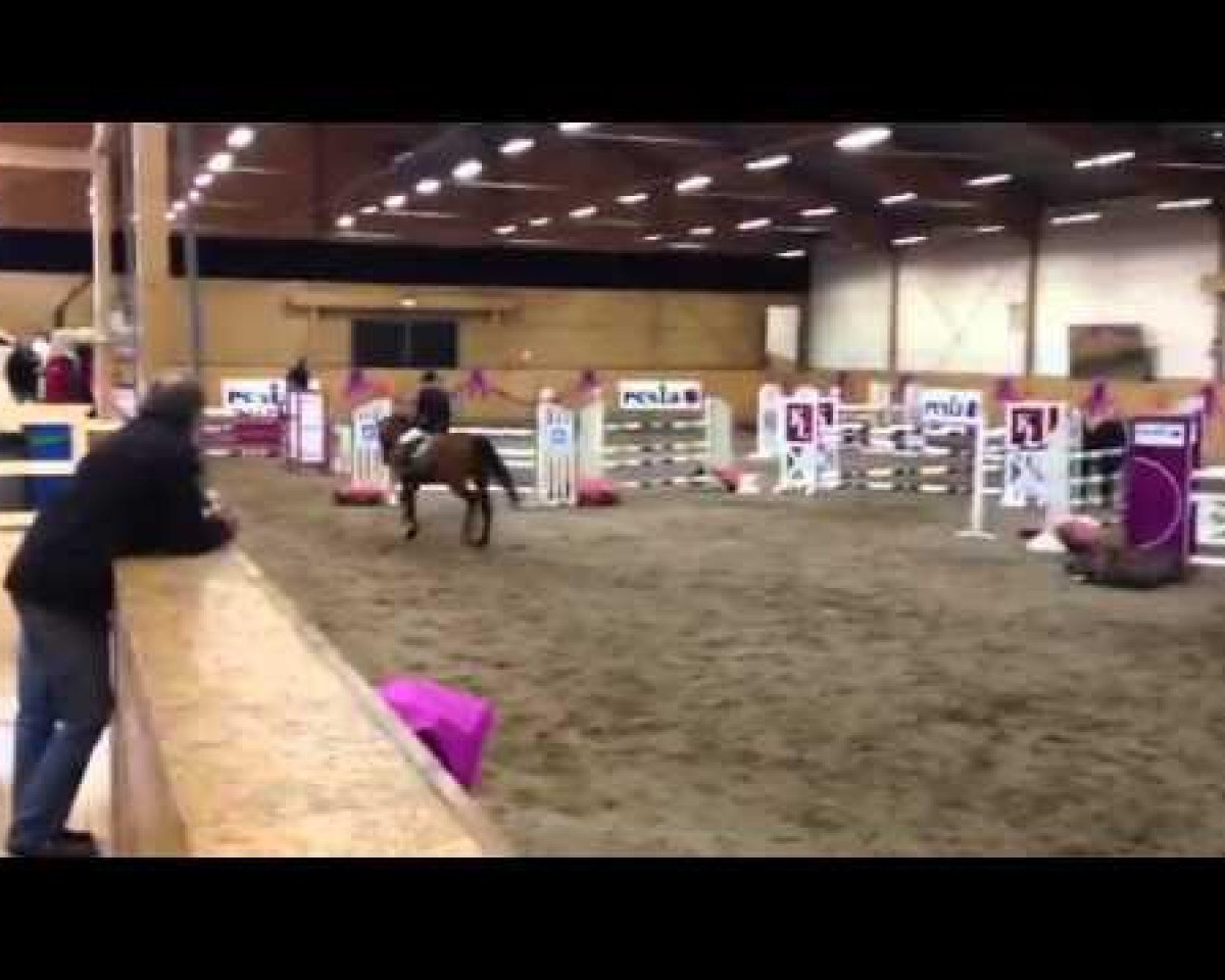 jumper Quaronia L. Z (Zangersheide riding horse, 2006, from Quasimodo Z)