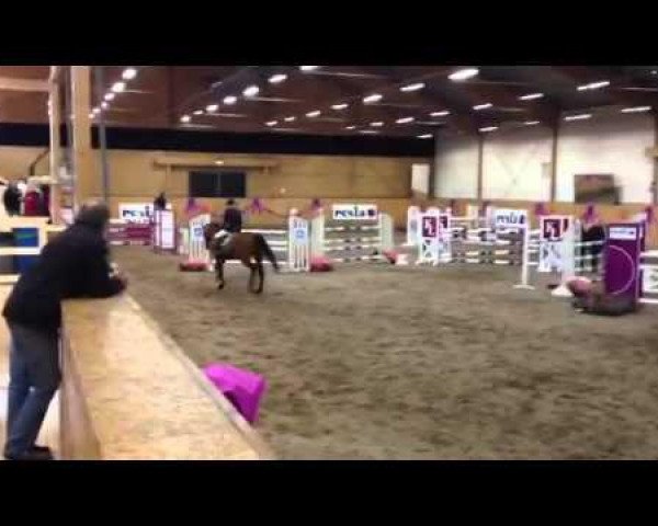 jumper Quaronia L. Z (Zangersheide riding horse, 2006, from Quasimodo Z)