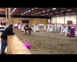 jumper Quaronia L. Z (Zangersheide riding horse, 2006, from Quasimodo Z)