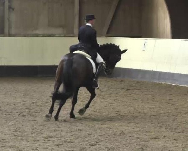 dressage horse Don Alfredo 23 (Westphalian, 2007, from Damon Hill)