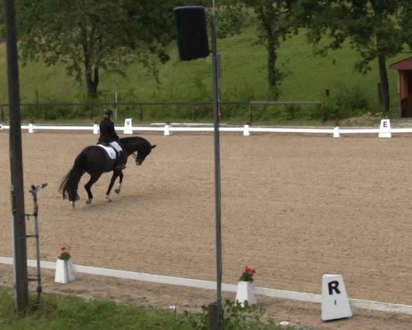 dressage horse Charmeur E (Westphalian, 0000, from Captain) dressage horse Charmeur E (Westphalian, 0000, from Captain)