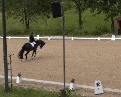 dressage horse Charmeur E (Westphalian, 0000, from Captain)