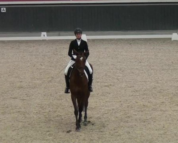 dressage horse La Masita L (Rhinelander, 2009, from Lord Loxley I)