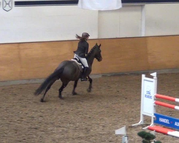 dressage horse La Cross 7 (Hanoverian, 2006, from Lauries Crusador xx)