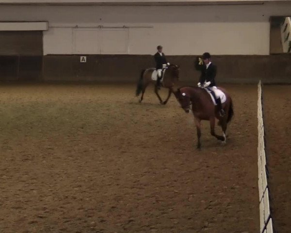 dressage horse Inkognito 24 (Hanoverian, 2008, from Iberio)