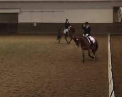 dressage horse Inkognito 24 (Hanoverian, 2008, from Iberio)