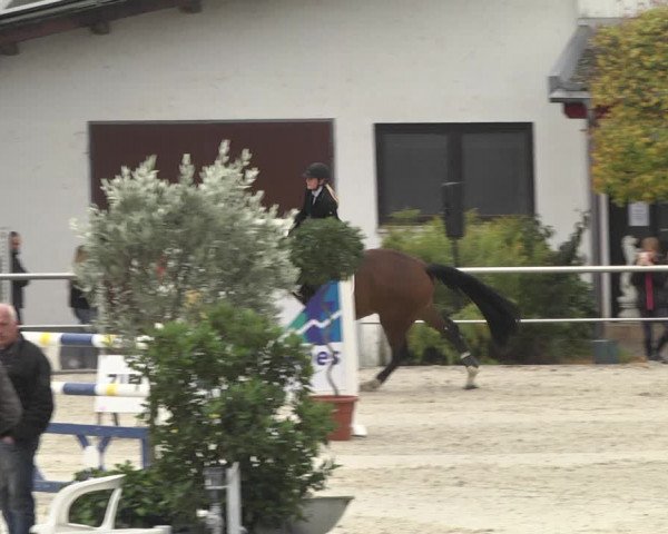 Reitturnier Achern 2020