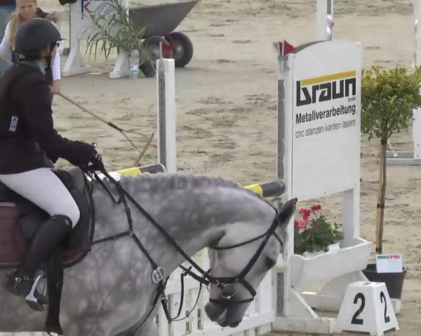 jumper Caroasina (KWPN (Royal Dutch Sporthorse), 2009, from Carosso VDL)