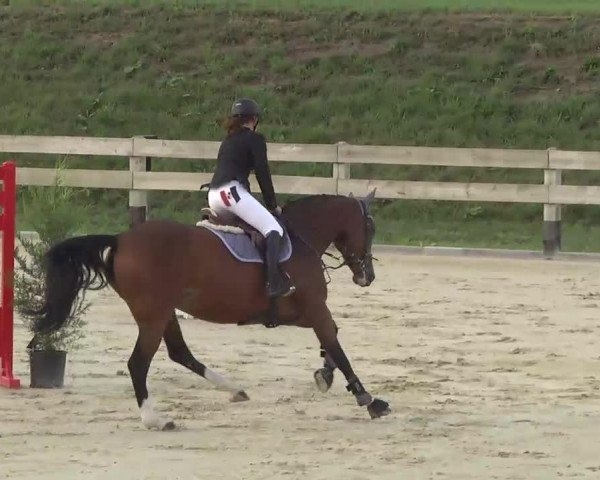 jumper Carmen Sandiego (Holsteiner, 2008, from Capilano)