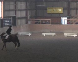 dressage horse Van Damme 4 (KWPN (Royal Dutch Sporthorse), 2007, from van Gogh)