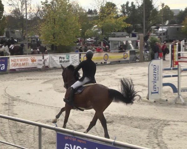 Reitturnier Achern 2020