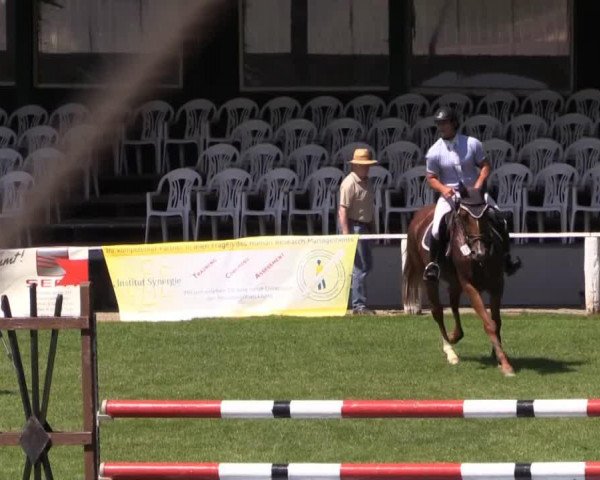 Cheval de saut Pippilotta 36 (Hanovrien, 2009, de Perigueux)