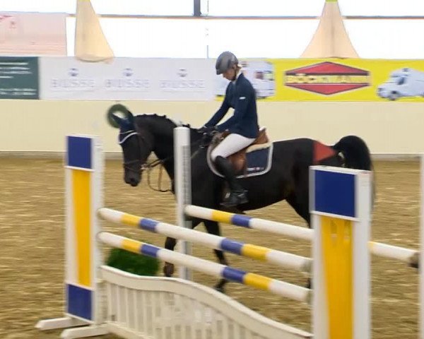 Springpferd Selva 4 (Hannoveraner, 2009, von Stolzenberg)