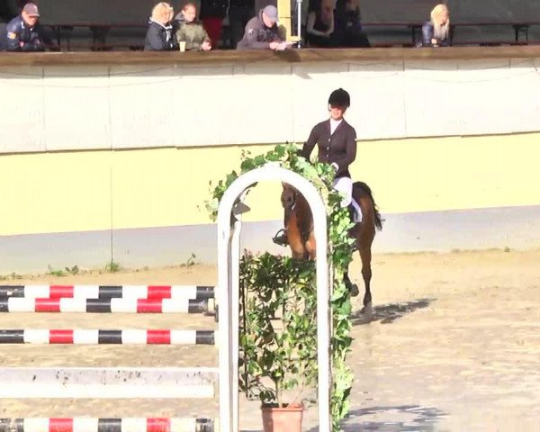 Springpferd Amy 275 (Holsteiner, 2008, von Cracker Jack 5)