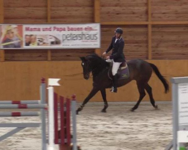 jumper Quickstepp 9 (Rhinelander, 2008, from Quick Star)
