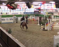 jumper Lena 531 (Hanoverian, 2009, from Lordanos)