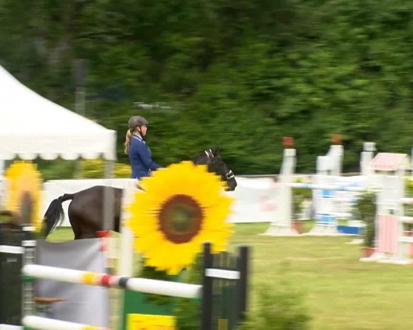 jumper Scout 33 (Hanoverian, 2006, from Salito)