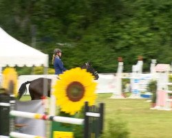 jumper Scout 33 (Hanoverian, 2006, from Salito)